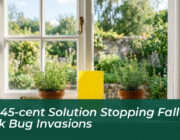 the 45 cent solution stopping fall stink bug invasions 9ANl