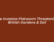 the invasive flatworm threatening british gardens soil KpOo