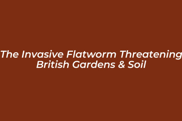 the invasive flatworm threatening british gardens soil KpOo