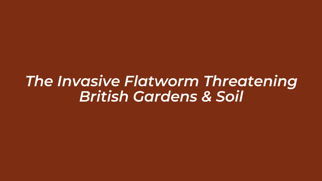the invasive flatworm threatening british gardens soil KpOo