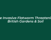 the invasive flatworm threatening british gardens soil qs4Z