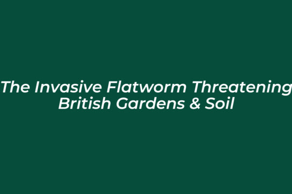 the invasive flatworm threatening british gardens soil qs4Z