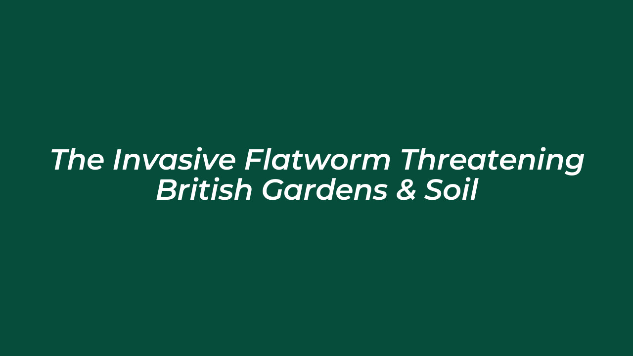 the invasive flatworm threatening british gardens soil qs4Z
