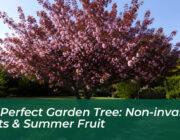 the perfect garden tree non invasive roots summer fruit ItlP