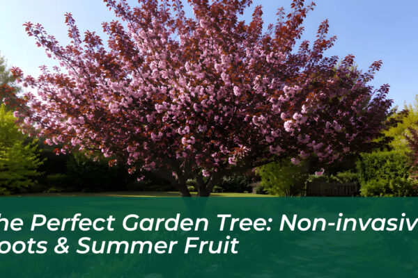 the perfect garden tree non invasive roots summer fruit ItlP
