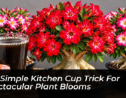 the simple kitchen cup trick for spectacular plant blooms 5zTw