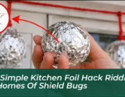 the simple kitchen foil hack ridding uk homes of shield bugs Gz5Z