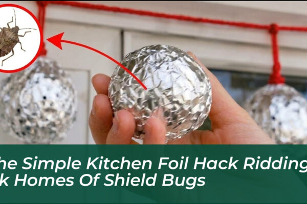 the simple kitchen foil hack ridding uk homes of shield bugs Gz5Z