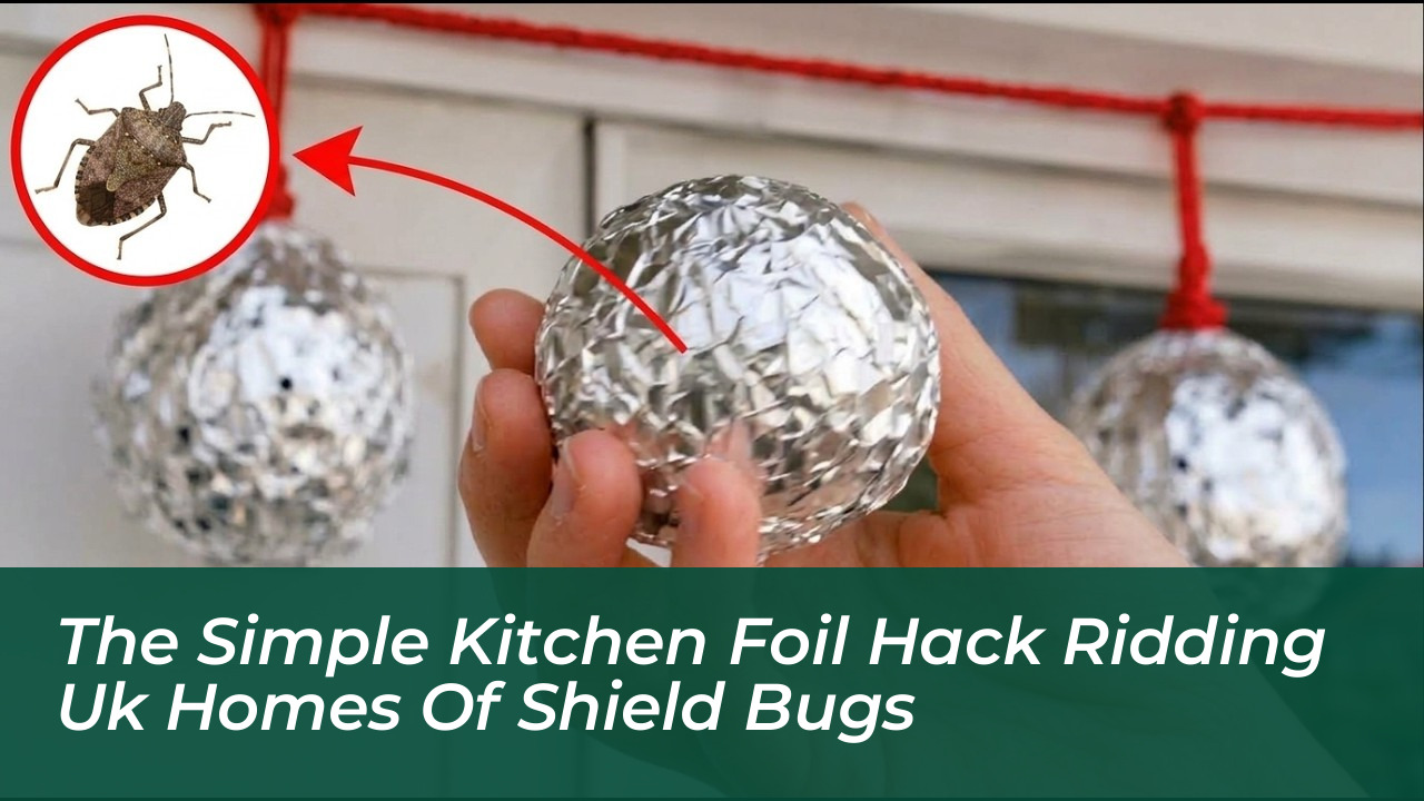 the simple kitchen foil hack ridding uk homes of shield bugs Gz5Z