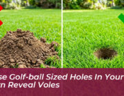 those golf ball sized holes in your lawn reveal voles GyzT