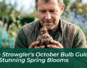 tom strowglers october bulb guide for stunning spring blooms hpX0
