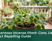 tomentosa incense plant care uses insect repelling guide 7fnt
