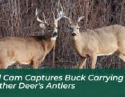 trail cam captures buck carrying another deers antlers H3og