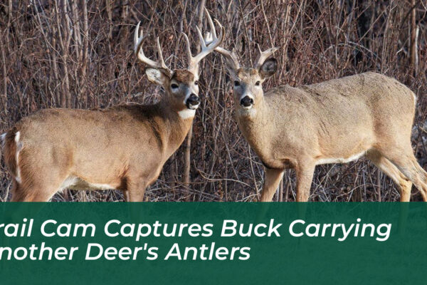 trail cam captures buck carrying another deers antlers H3og
