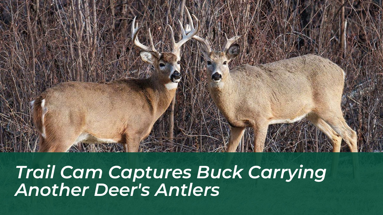 trail cam captures buck carrying another deers antlers H3og