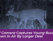 trail camera captures young buck thrown in air by larger deer q4zv