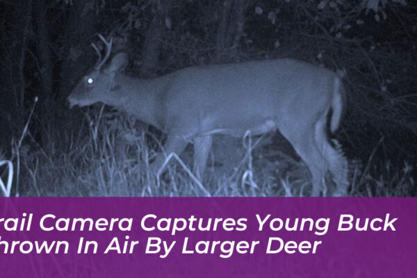 trail camera captures young buck thrown in air by larger deer q4zv