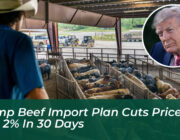 trump beef import plan cuts prices just 2 in 30 days 9tdG
