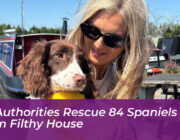 uk authorities rescue 84 spaniels from filthy house xrHg