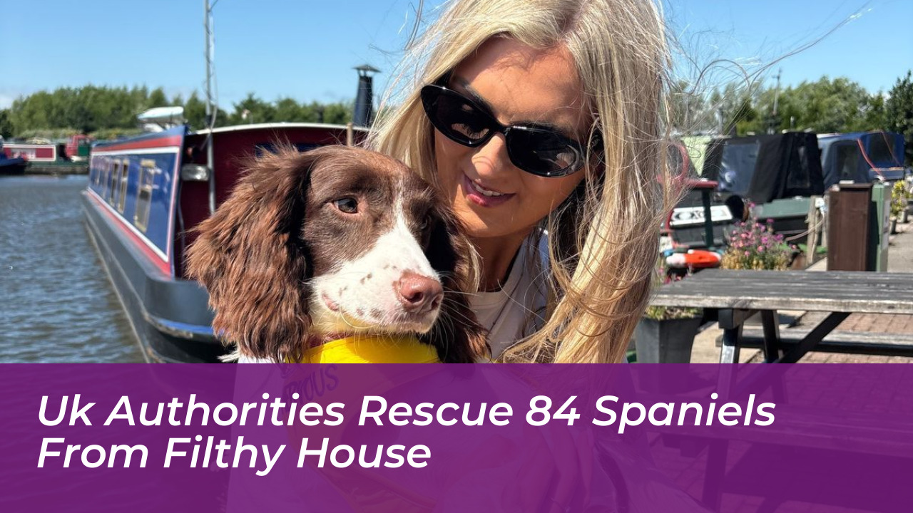 uk authorities rescue 84 spaniels from filthy house