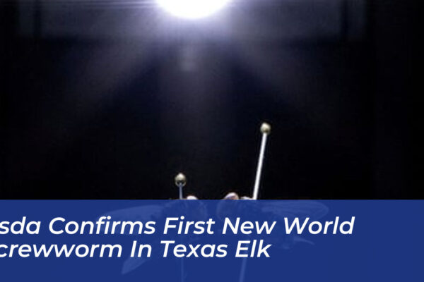 usda confirms first new world screwworm in texas elk UcTI