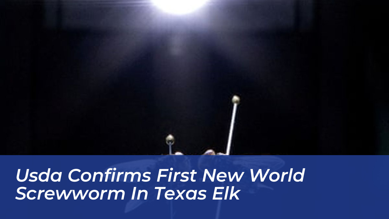 usda confirms first new world screwworm in texas elk UcTI