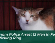 vietnam police arrest 12 men in feline trafficking ring PH4x