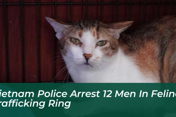 vietnam police arrest 12 men in feline trafficking ring PH4x