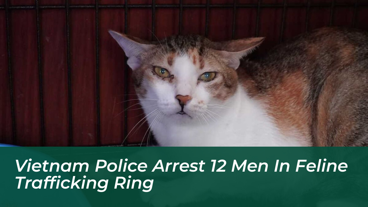 vietnam police arrest 12 men in feline trafficking ring