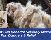 what lies beneath severely matted dog fur dangers relief KBDC