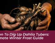 when to dig up dahlia tubers ultimate winter frost guide 1z5h
