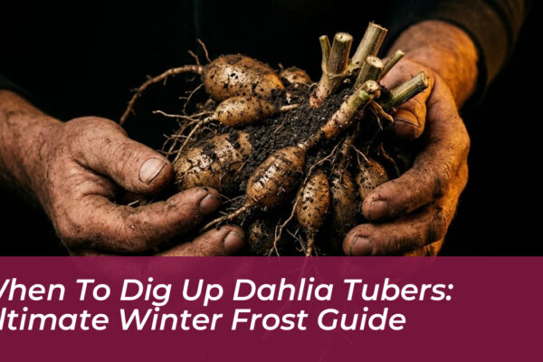 when to dig up dahlia tubers ultimate winter frost guide 1z5h