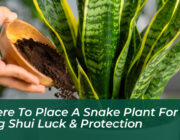 where to place a snake plant for feng shui luck protection qBiw
