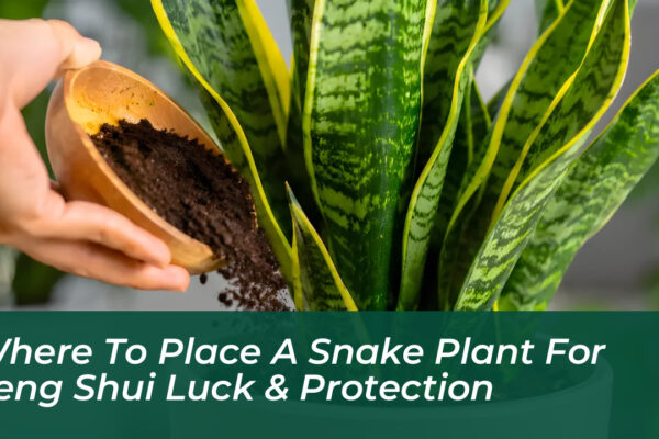 where to place a snake plant for feng shui luck protection qBiw