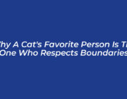why a cats favorite person is the one who respects boundaries 7TZ3