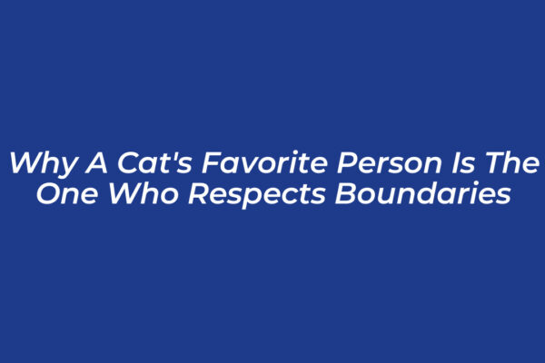why a cats favorite person is the one who respects boundaries 7TZ3