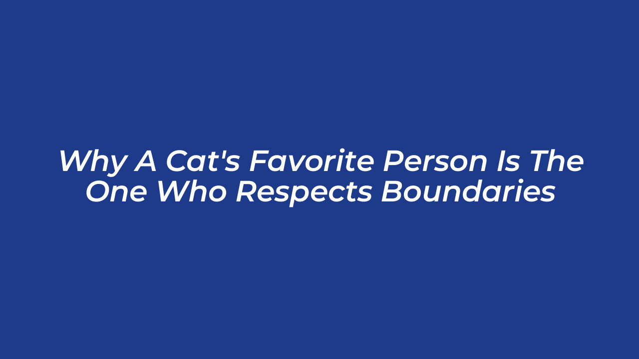 why a cats favorite person is the one who respects boundaries 7TZ3