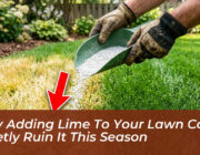 why adding lime to your lawn could quietly ruin it this season tKBZ