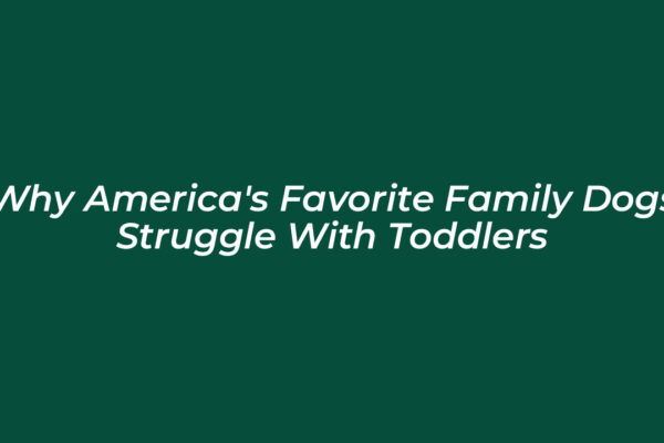 why americas favorite family dogs struggle with toddlers N6yX