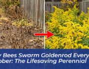 why bees swarm goldenrod every october the lifesaving perennial eVlO