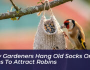 why gardeners hang old socks on trees to attract robins SgyZ