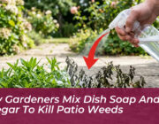 why gardeners mix dish soap and vinegar to kill patio weeds XYQq