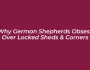 why german shepherds obsess over locked sheds corners Odos