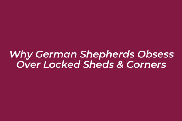 why german shepherds obsess over locked sheds corners Odos