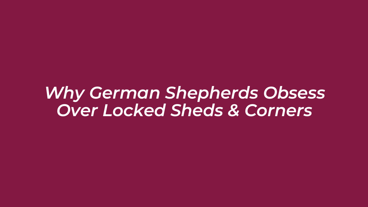 why german shepherds obsess over locked sheds corners Odos