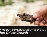 why heavy fertilizer stunts new trees what drives growth EIr4