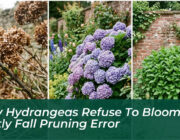 why hydrangeas refuse to bloom the costly fall pruning error yj0g