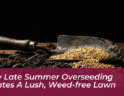 why late summer overseeding creates a lush weed free lawn miEY