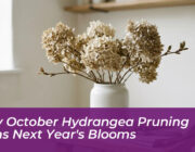 why october hydrangea pruning ruins next years blooms YqLt