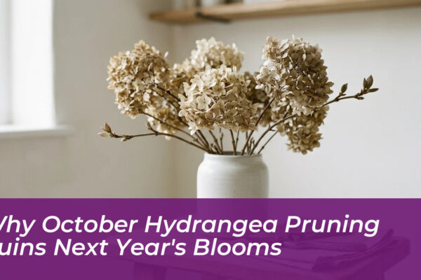 why october hydrangea pruning ruins next years blooms YqLt